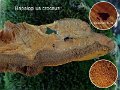 Hapalopilus croceus-amf1574-1